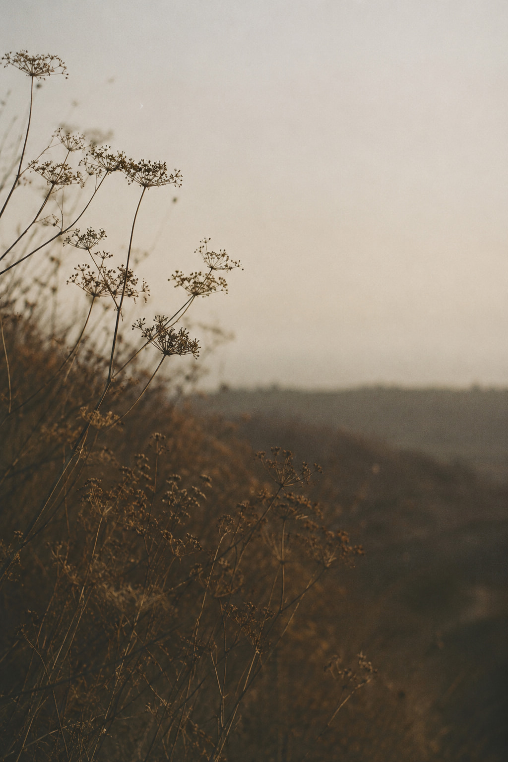 Dried wild fennel against a hazy hillside at dusk.