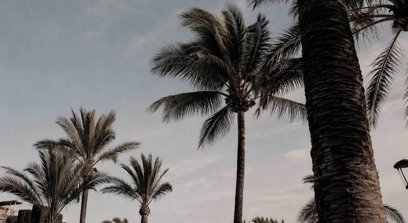 A row of palm trees silhouetted against a pale Mediterranean sky at the end of day.
